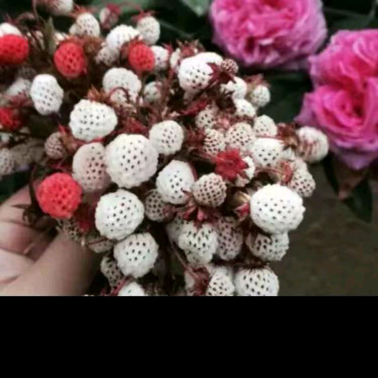 通讯录好友