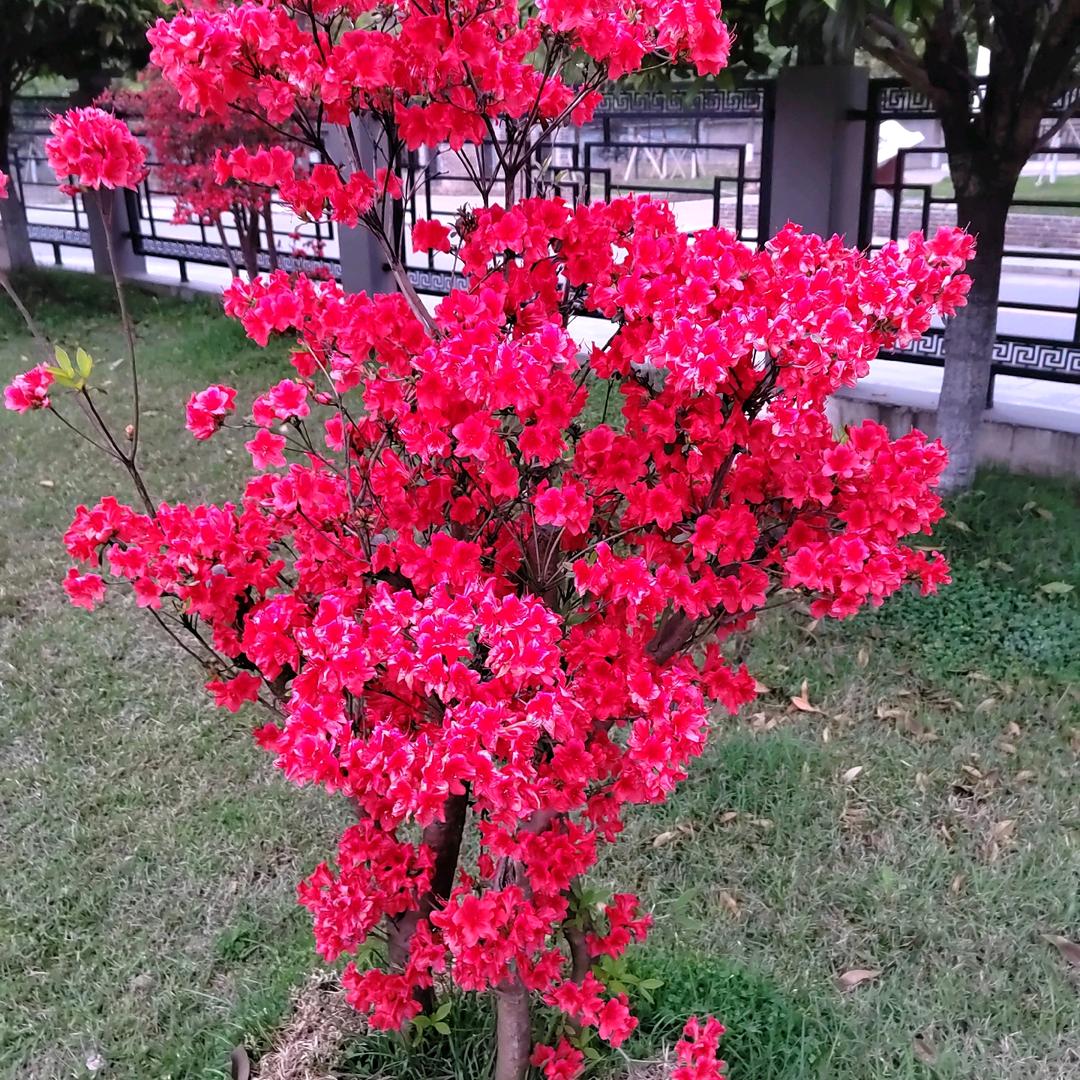 蒋波