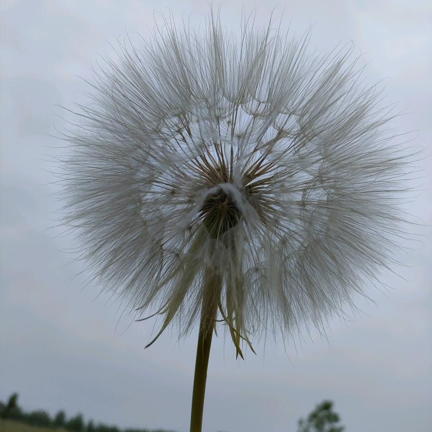 青花汾酒  口粮酒驿站
