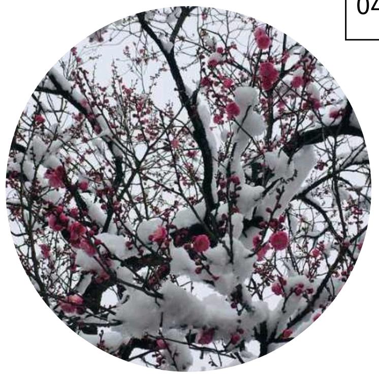 踏雪，无踪