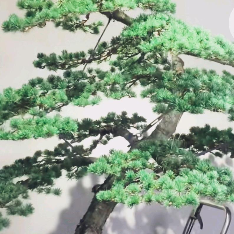 苍松