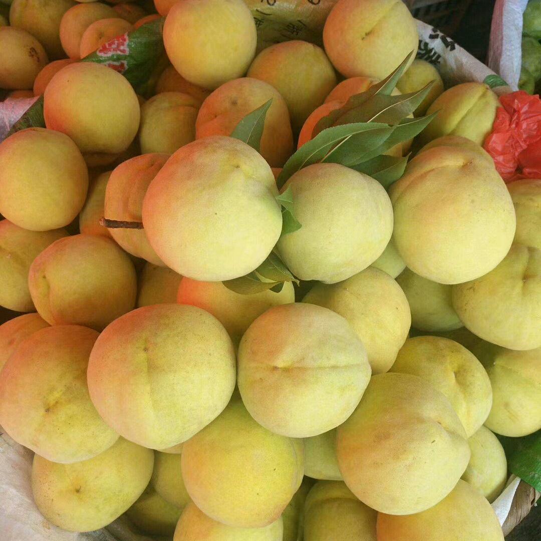 黄桃平辉农场