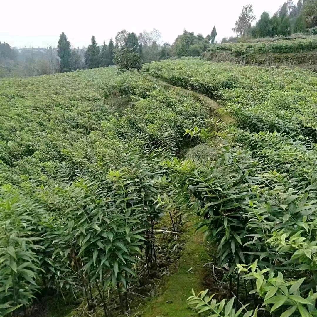 中国药材黄精