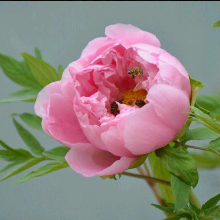 🌹爱上雨后天🌹