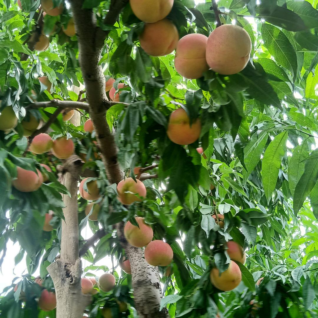 万紫干红