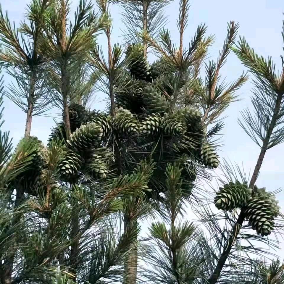 圣扬红松嫁接