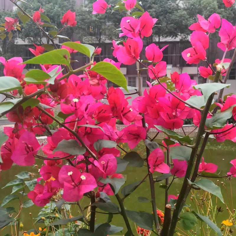 潭湖