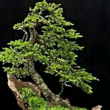 A天崖
