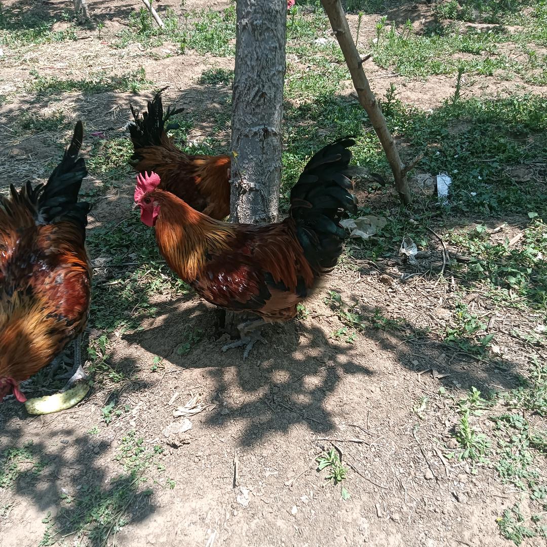 绿色生态养殖鸡羊鹅（笨鸡蛋）