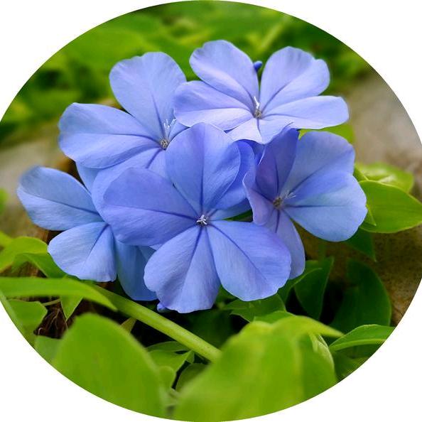 紫罗兰💙