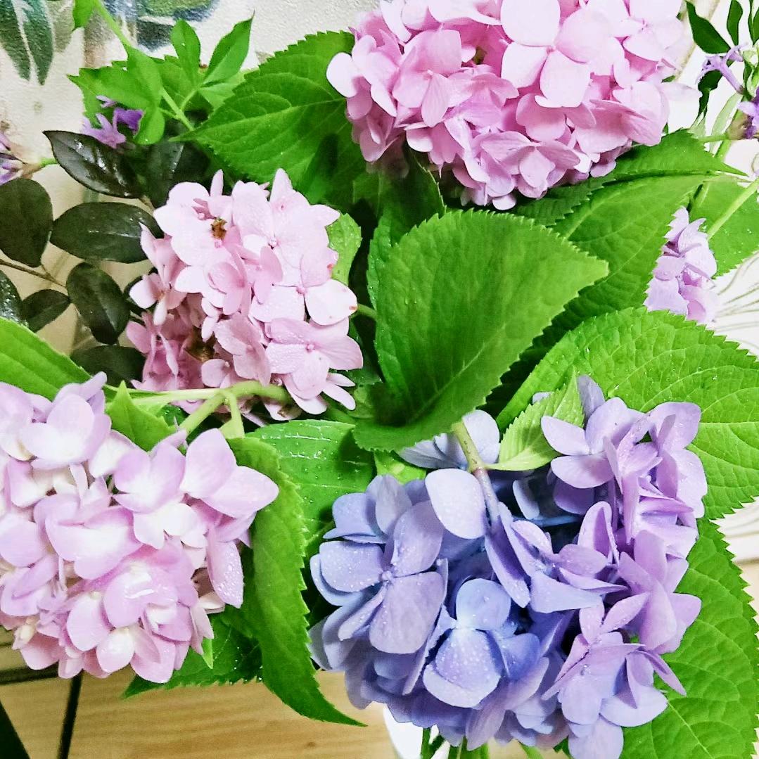 茉莉花儿