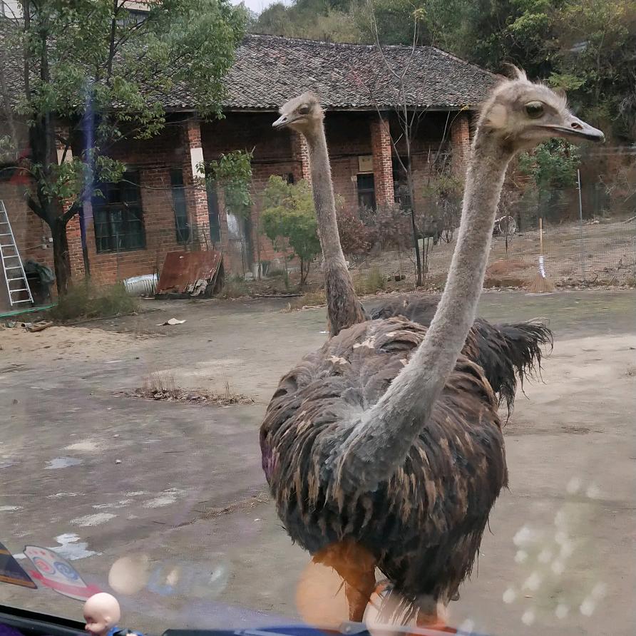 美好佳媛