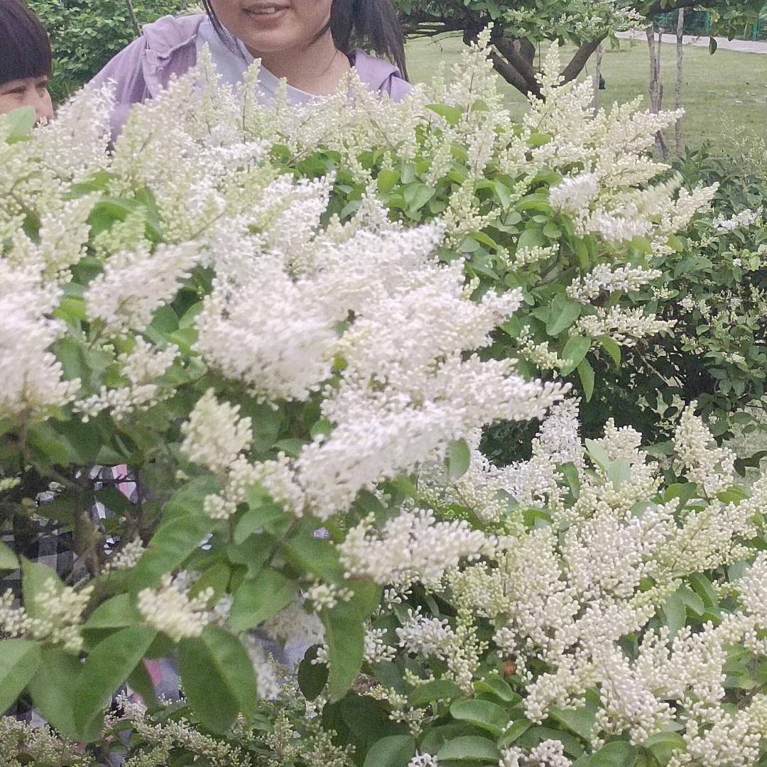 竹影清风