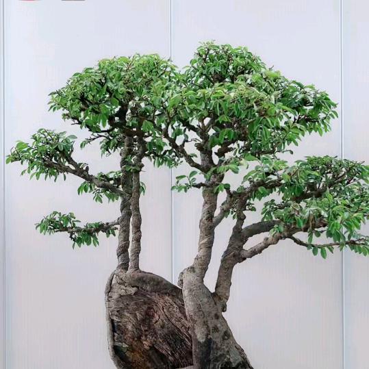 个性霸主
