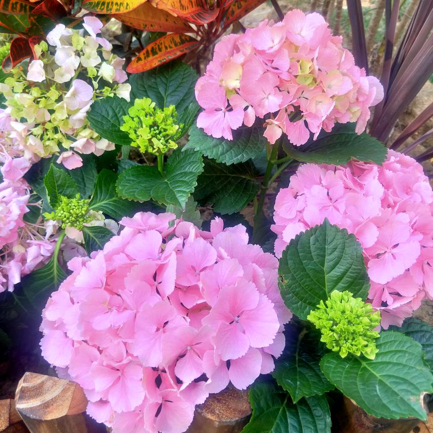 芳