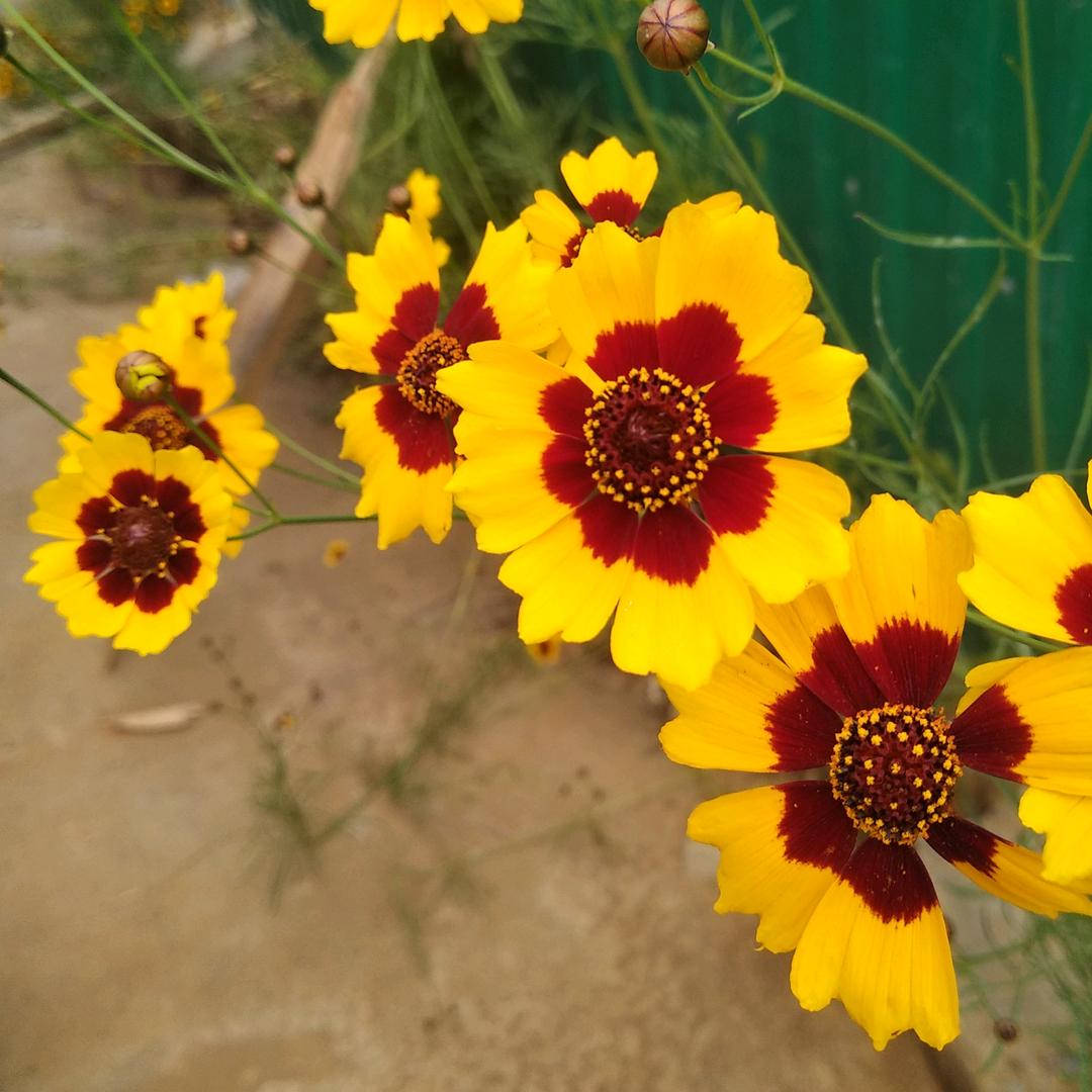 花香的季节