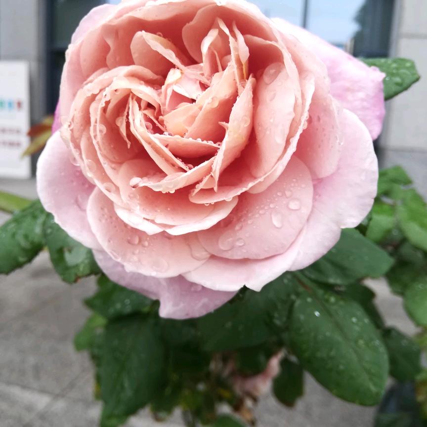 望空思月