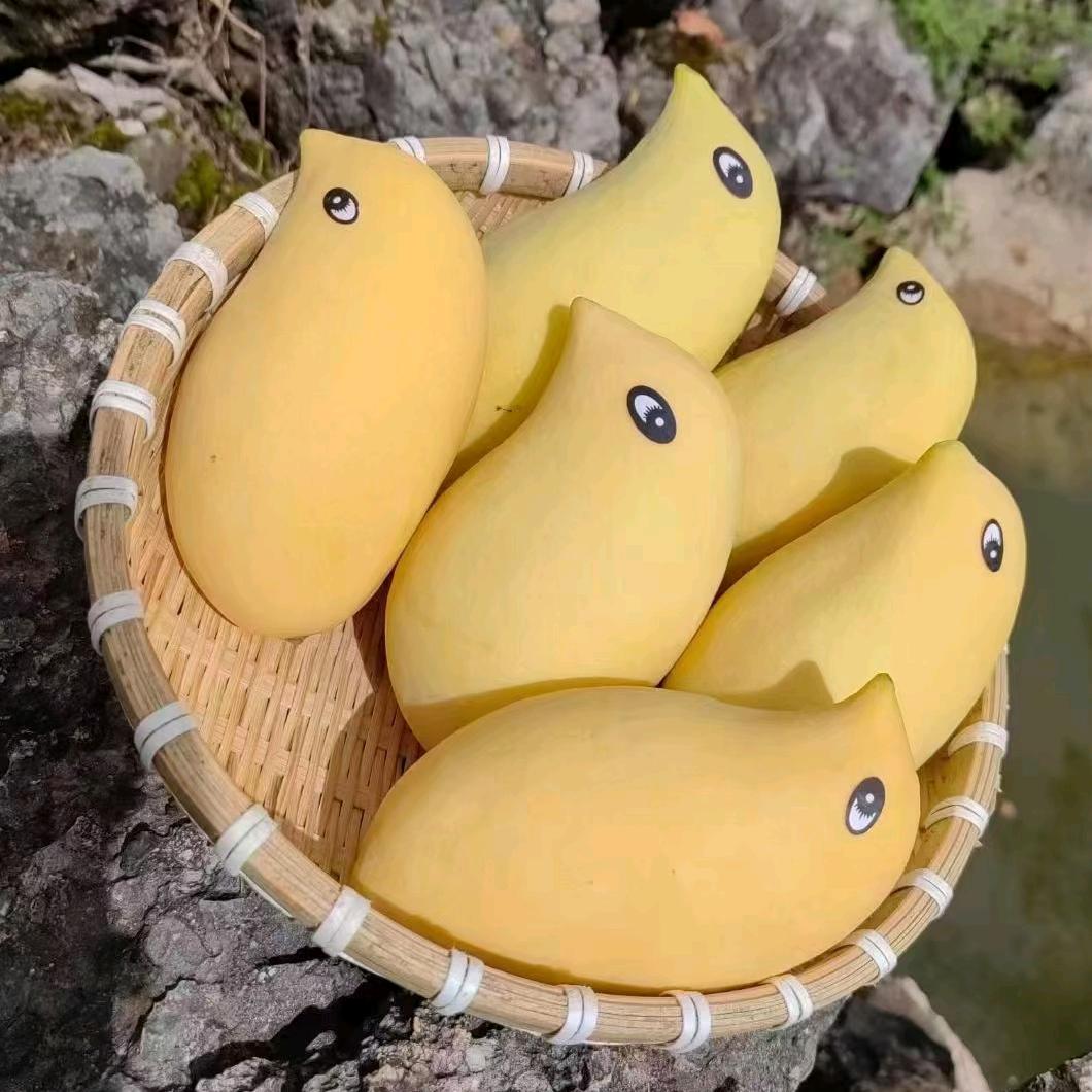 26度相当芒🥭🥭🥭🥭（三农）