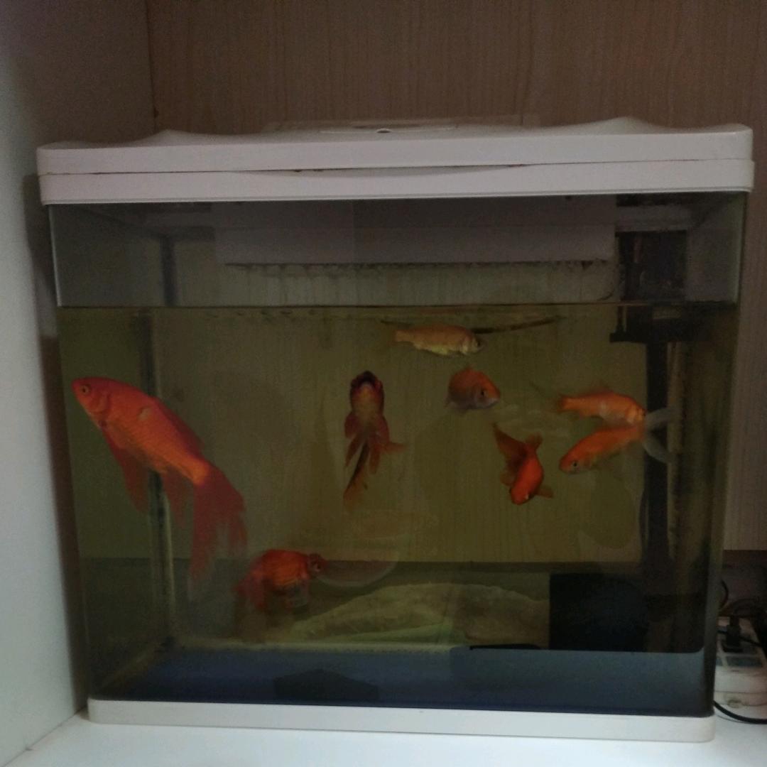 强哥