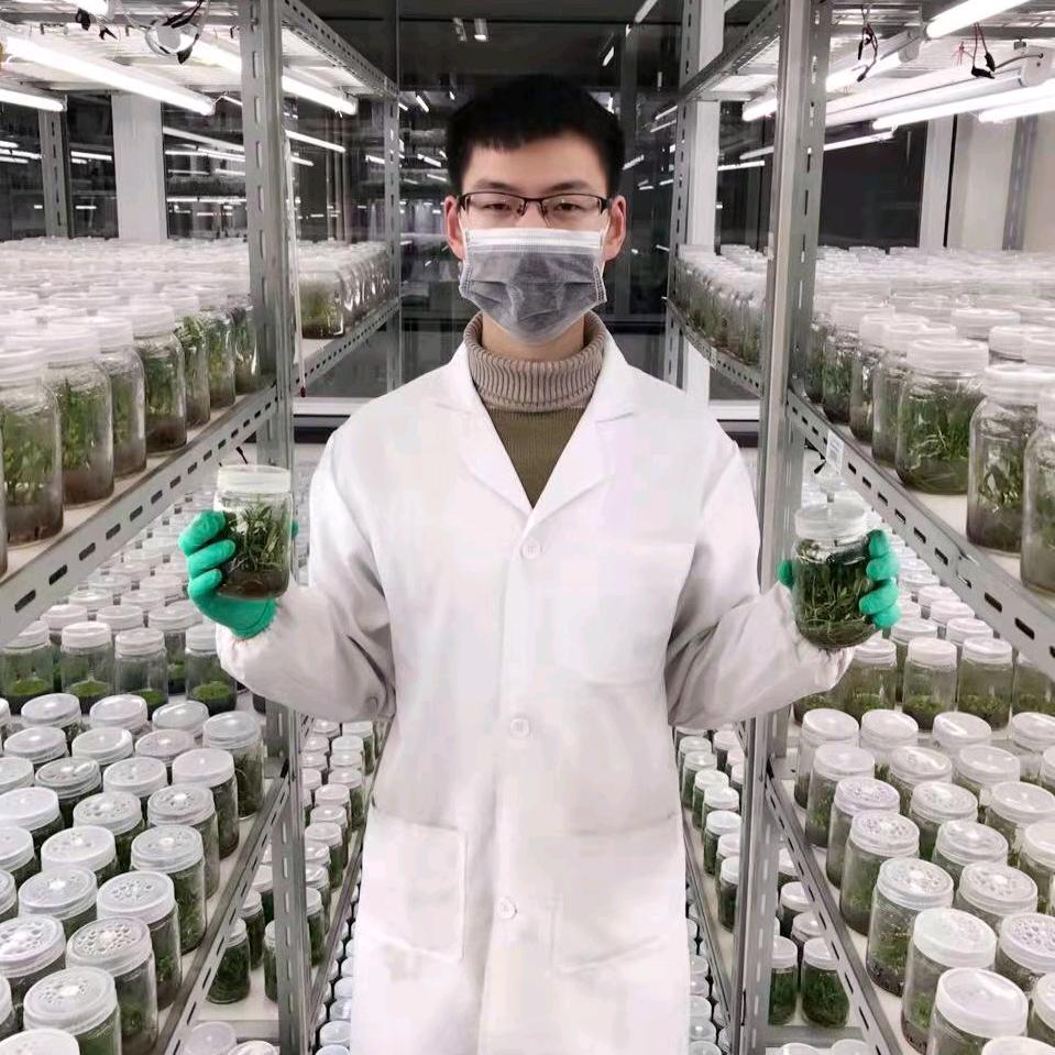 曹硕士做组培