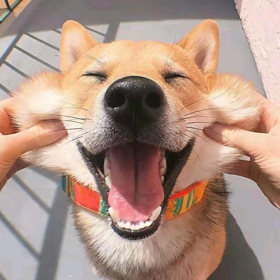 花皮皮
