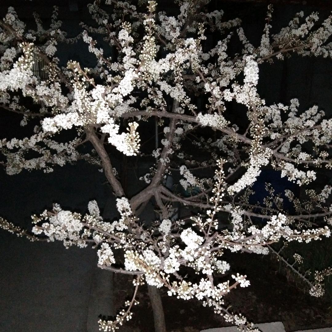 小杨🐉