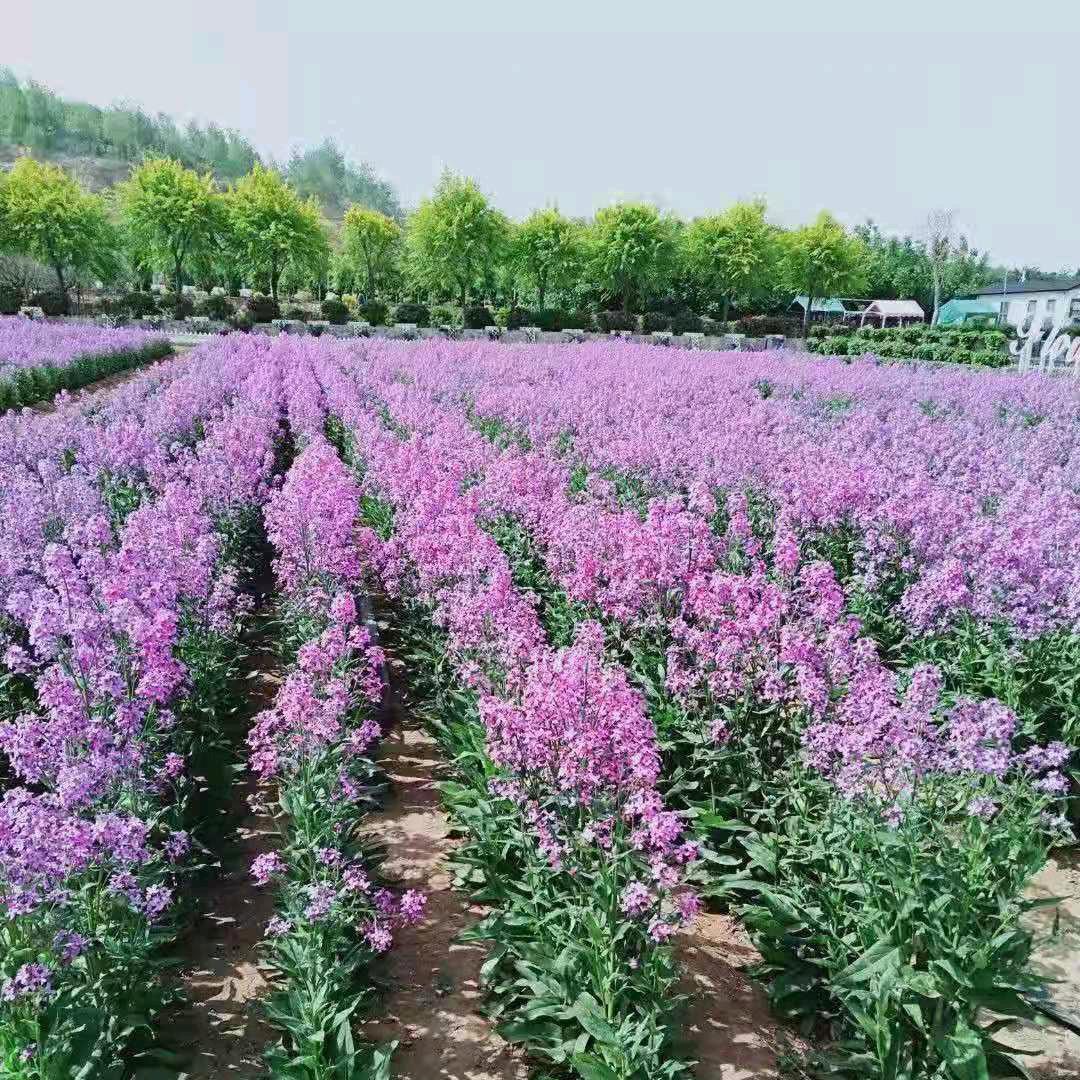 玉众不彤