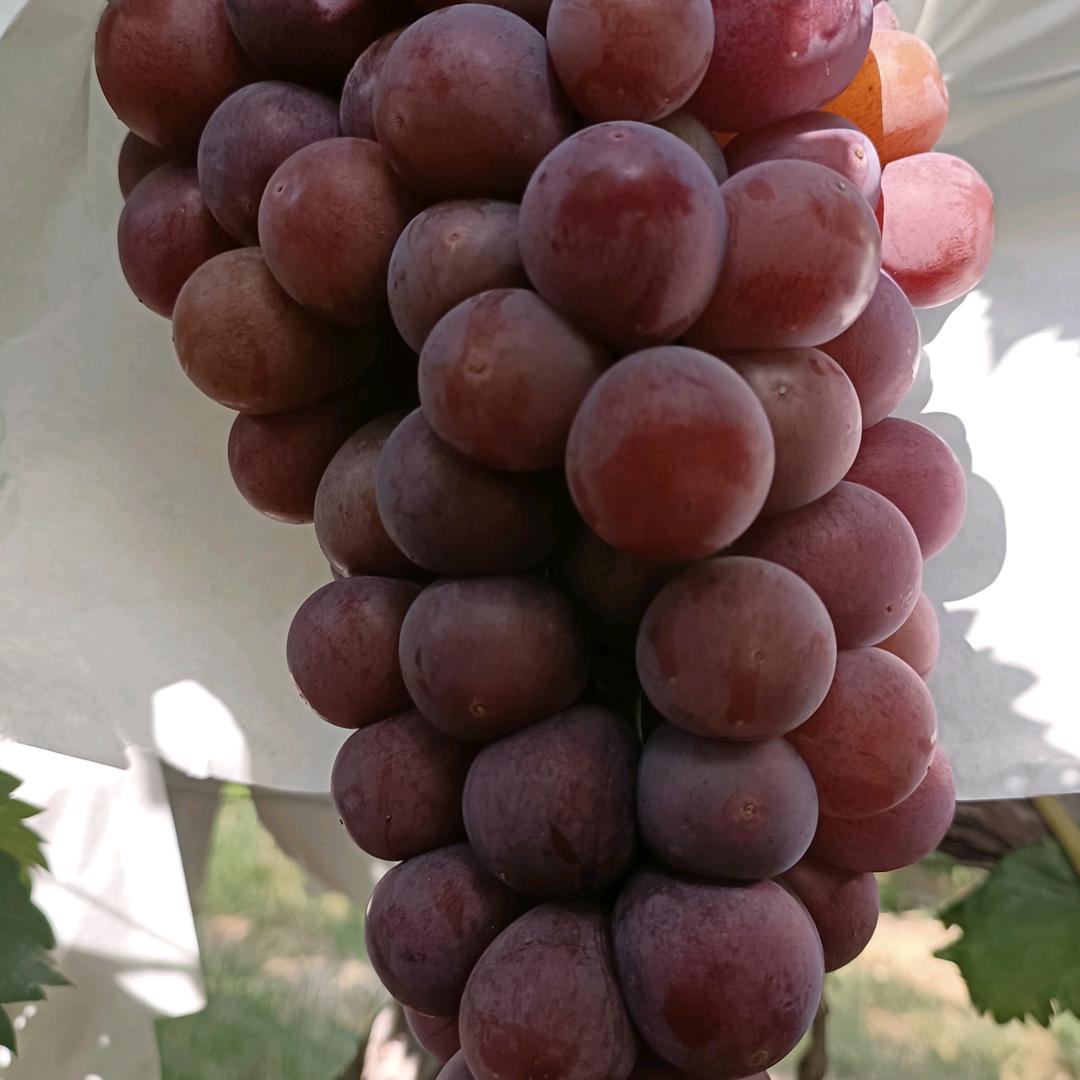 种葡萄的小姐姐