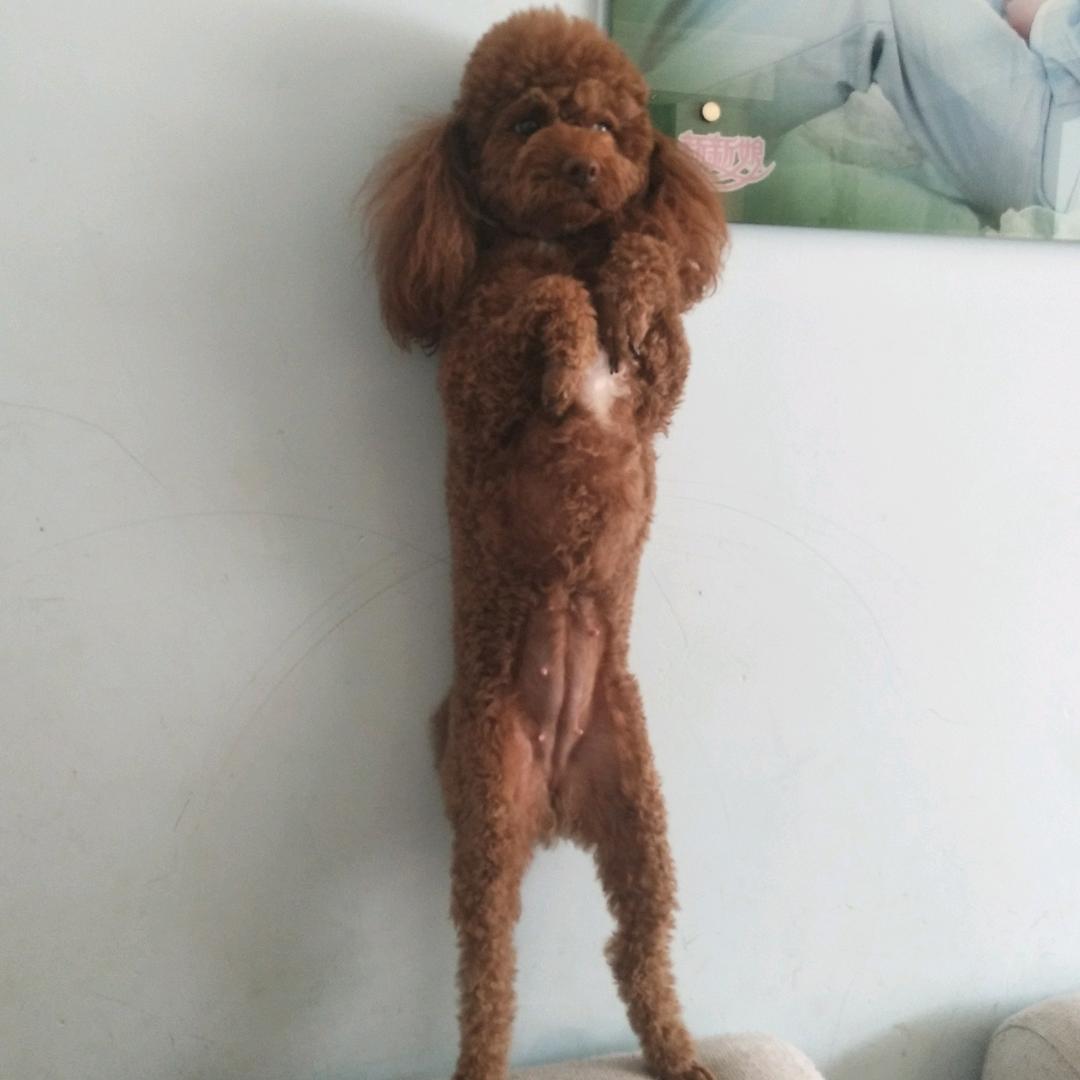 小迷糊