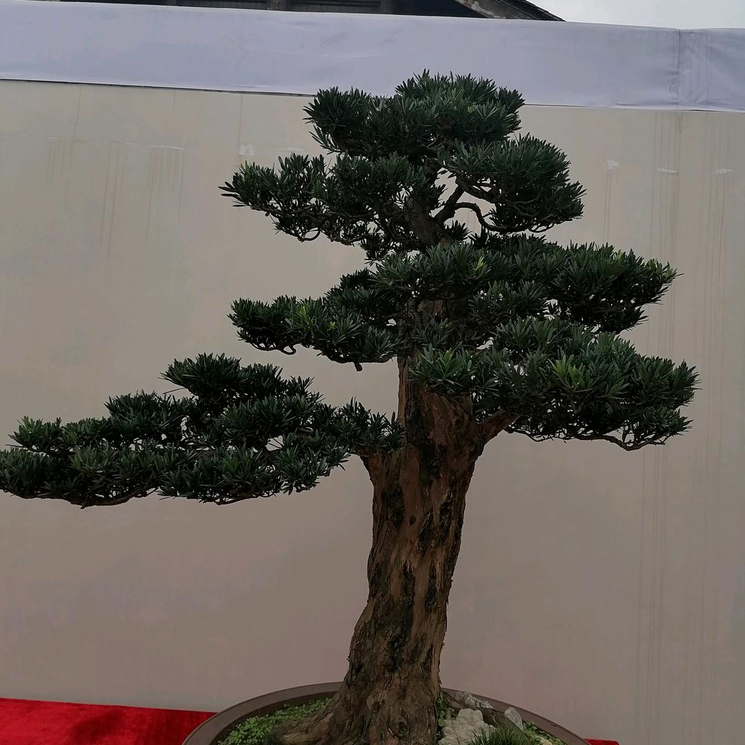 ✨天佑善心