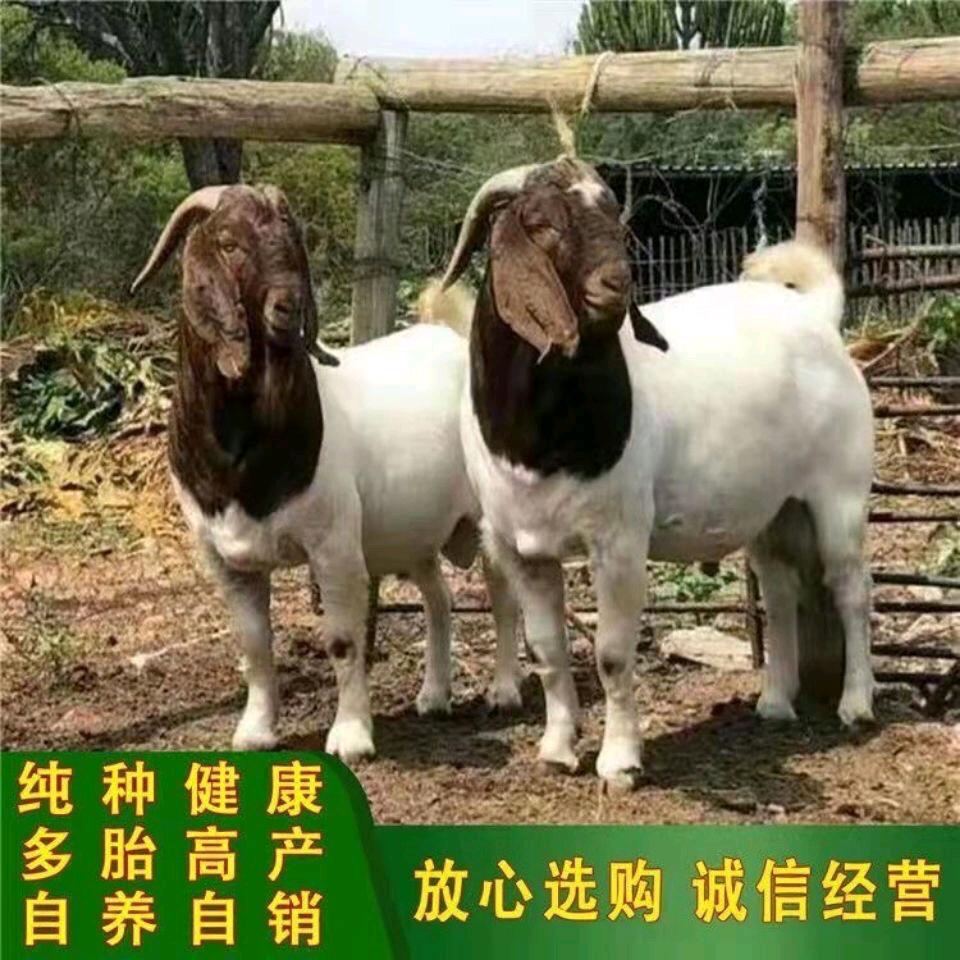 升辉牧业种羊场