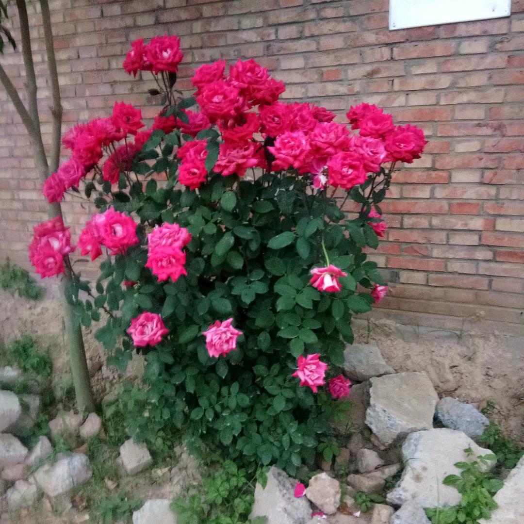 李火火