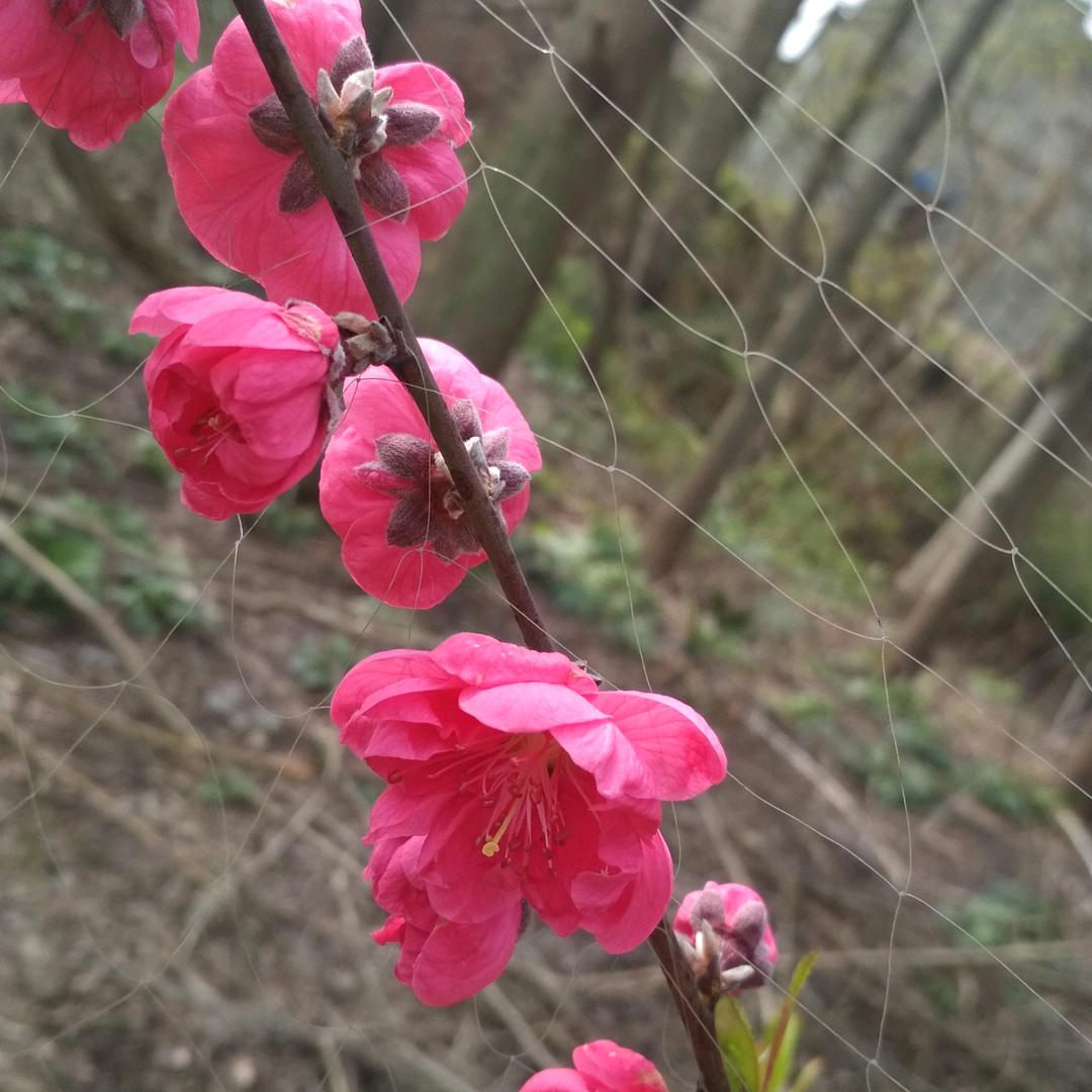 暮光