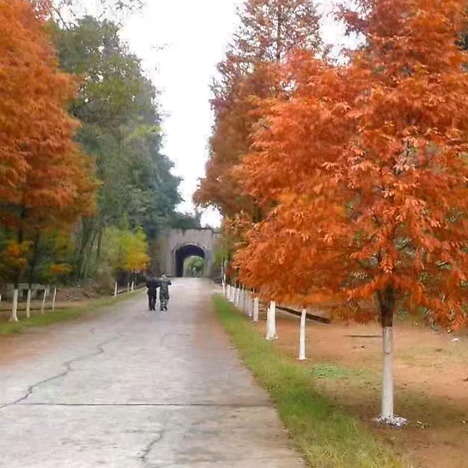 禅