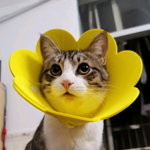 *太阳花花花*