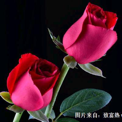 迟开的玫瑰