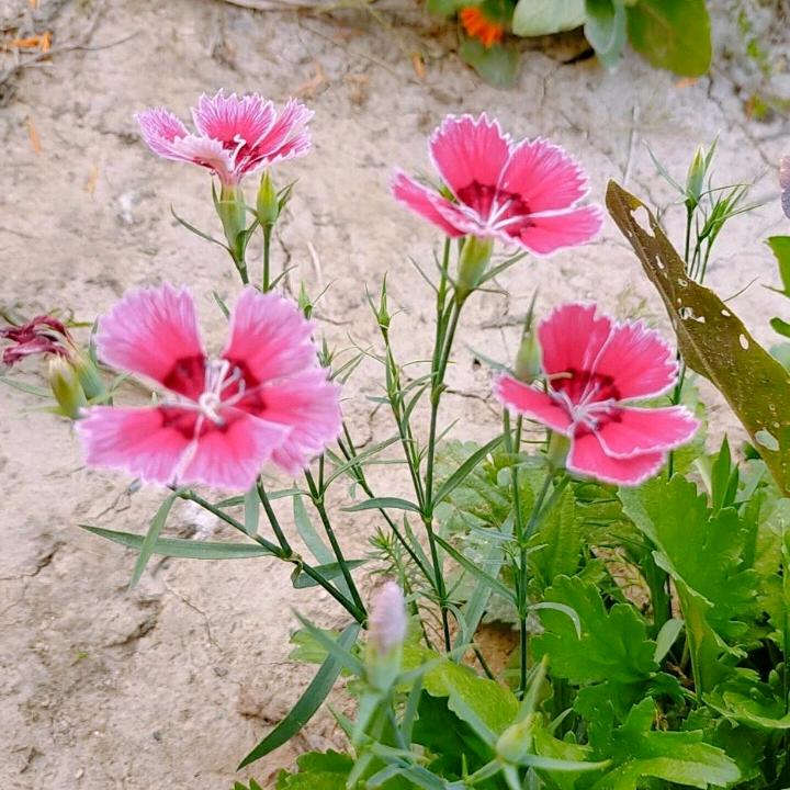 小贝壳