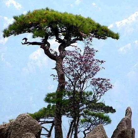 同路人