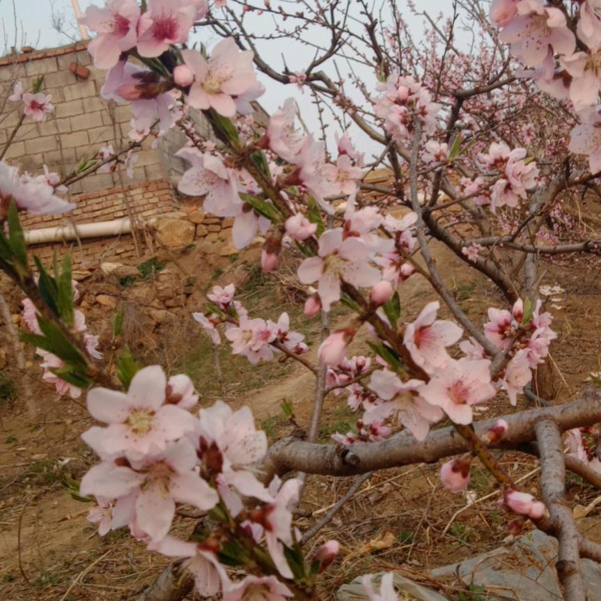 凤祥农家乐
