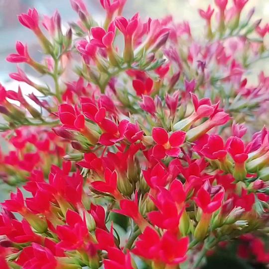 清新小花匠