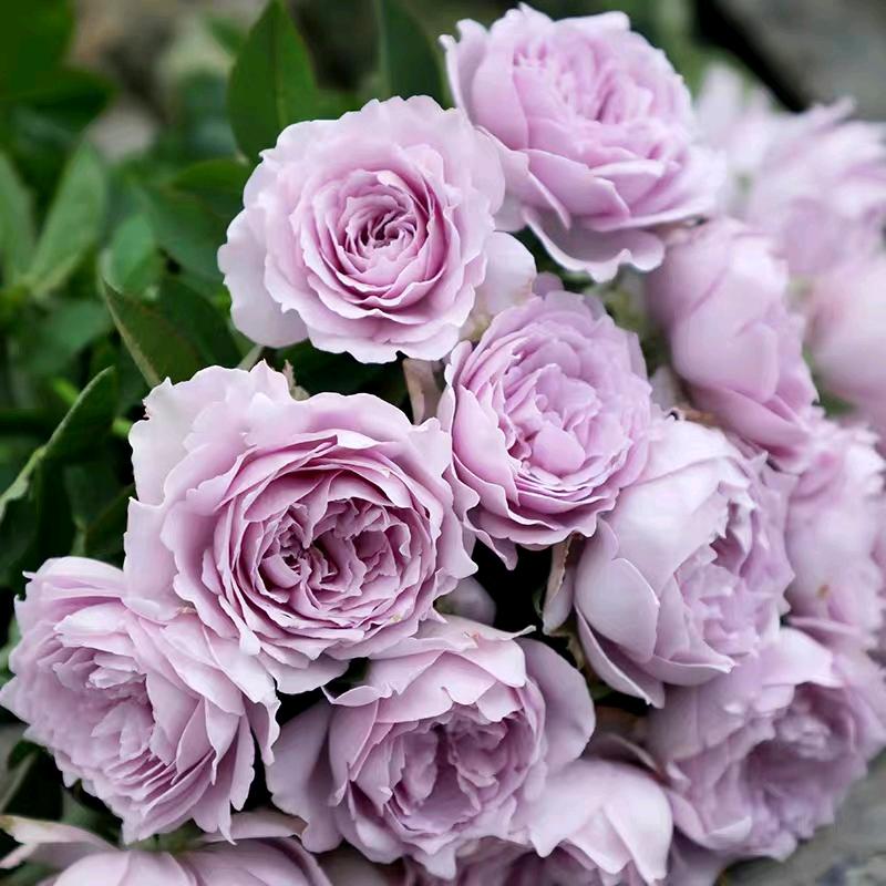 🌸花述🌸