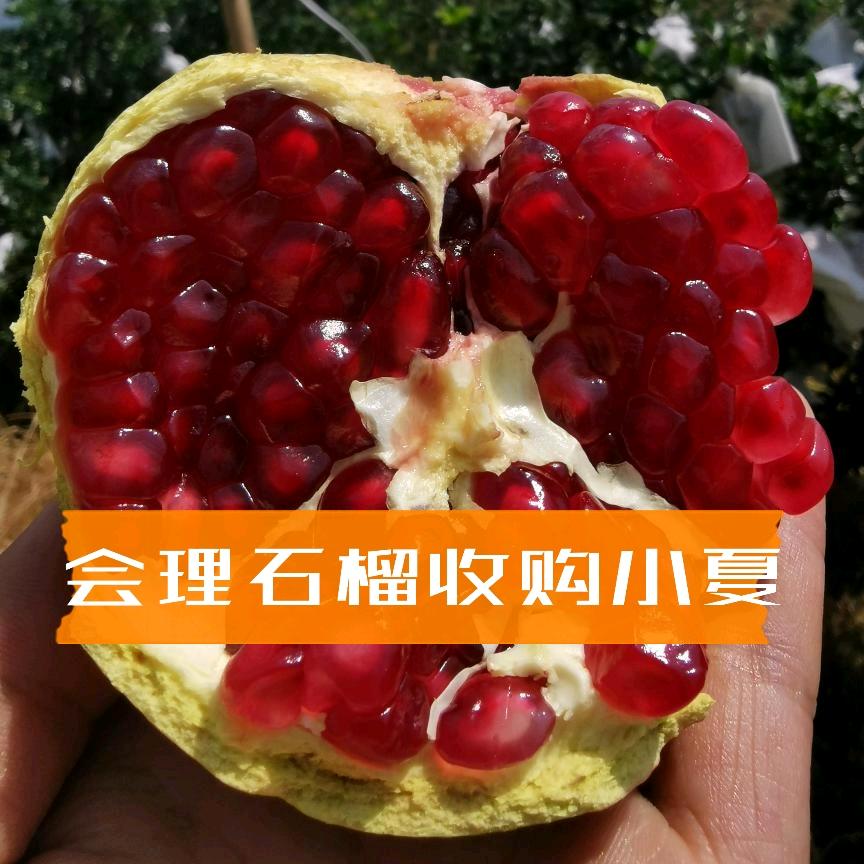 会理石榴产地收购小夏