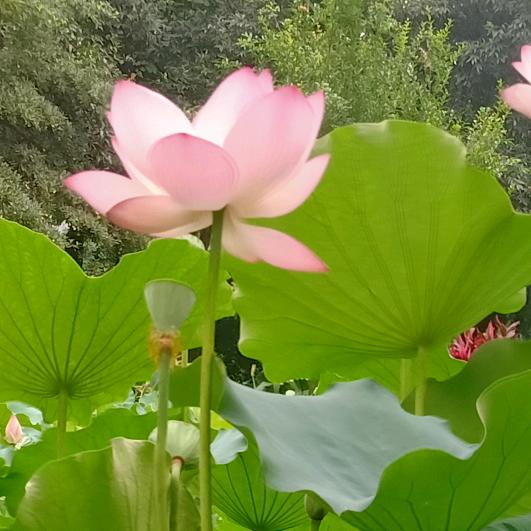 @高山红茶哥