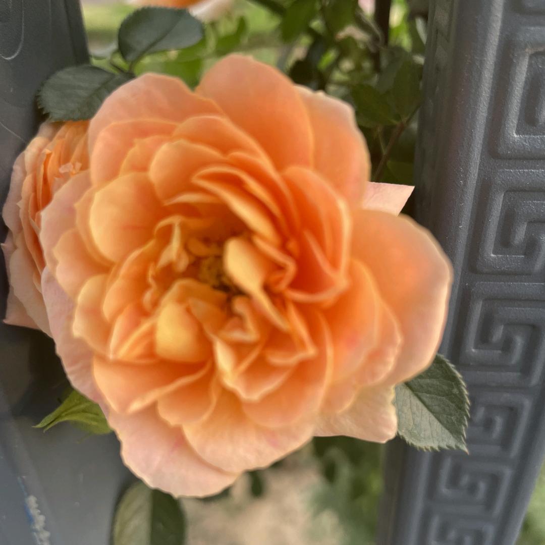 万事顺意6666（凡A37C12）