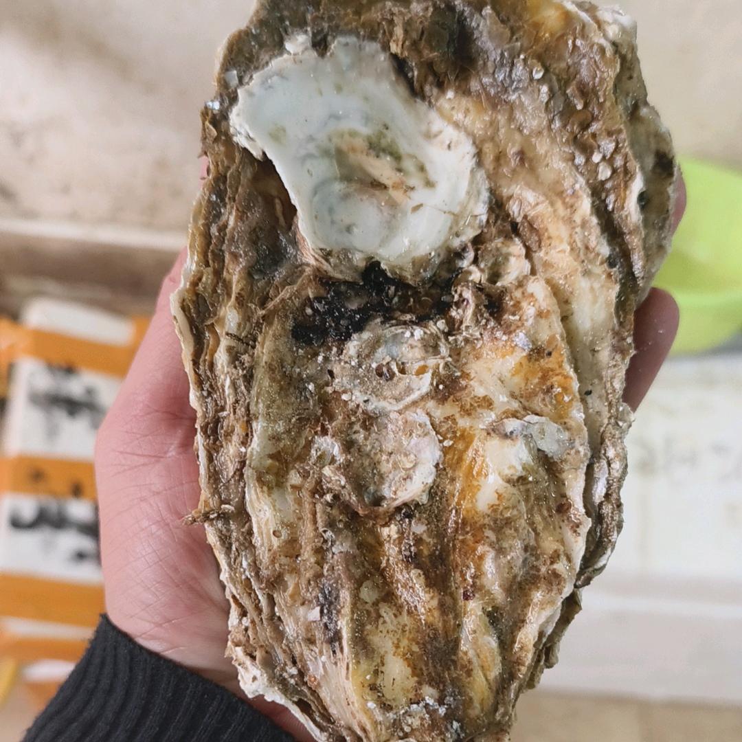 湛江老四