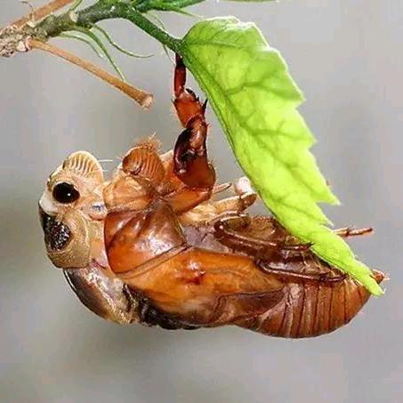 淮北市濉溪县金蝉养殖