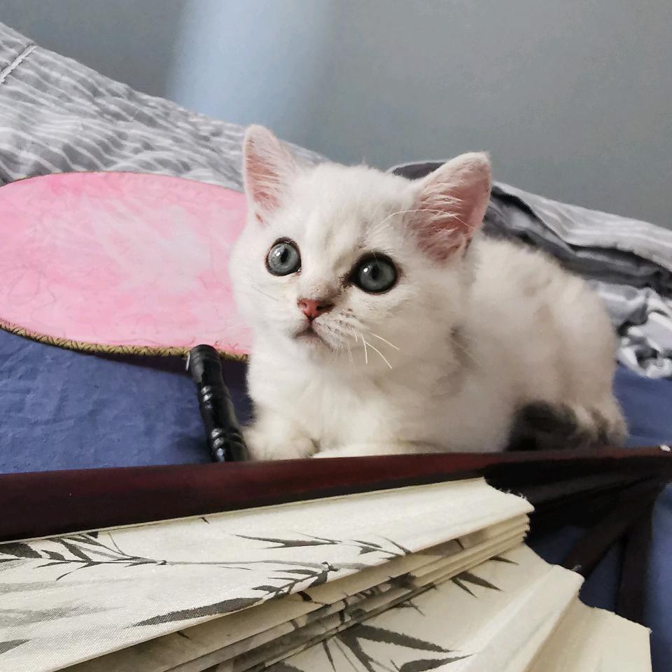 独在异乡为异客