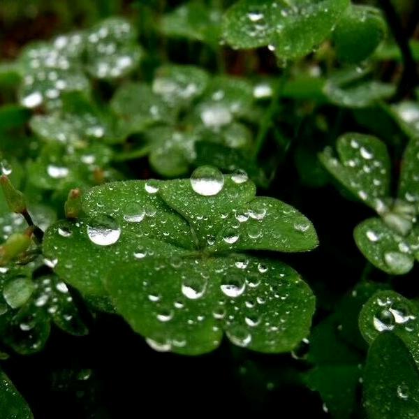 白牛镇隆鑫商贸