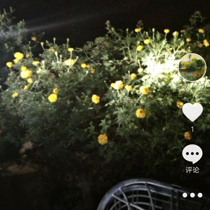 有你真好 有你的陪伴不孤单 爱❤️🌹