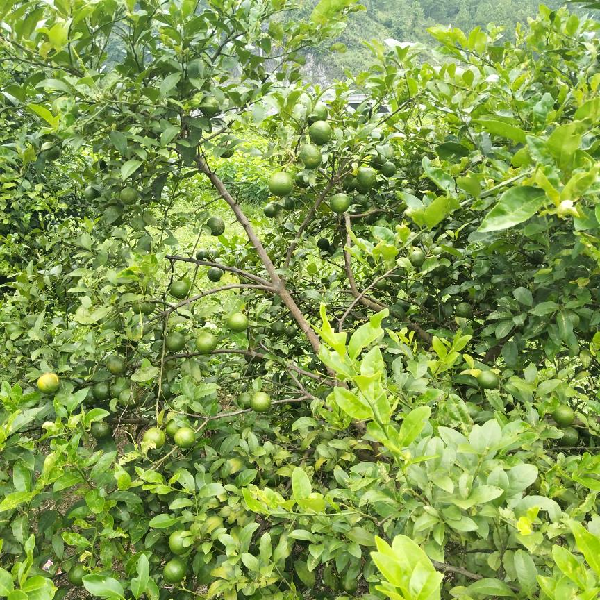 甜甜的柠檬果